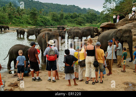 Pinnawala Elephant Orphanage, Sri Lanka, wo die Elefanten ergriffen werden, um in der Maha Oya river.a Elefanten Tourismus Baden Stockfoto