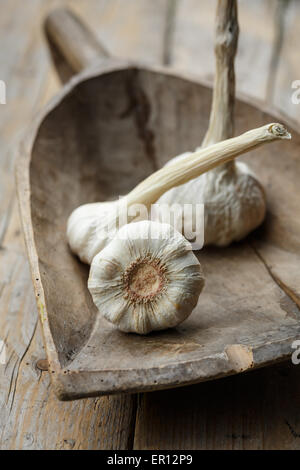 Knoblauch Zwiebeln auf rustikalen hölzernen Schaufel Stockfoto