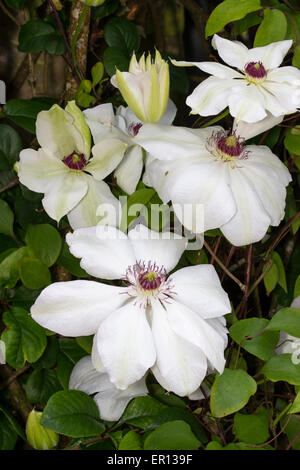 Großen weißen Blüten des späten Frühlings Blüte Clematis "Miss Bateman" Stockfoto