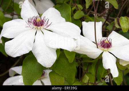 Großen weißen Blüten des späten Frühlings Blüte Clematis "Miss Bateman" Stockfoto