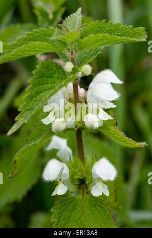 Mit Kapuze, weißen Blüten der UK native Taubnessel, Lamium album Stockfoto