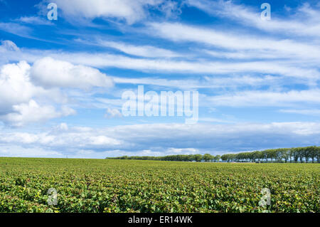 Pommard, Weinberg Cotes de Beaune, Cote d ' or, Frankreich, Europa Stockfoto
