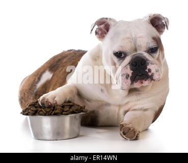 füttern Ihr Haustier - Bulldogge Welpen Verlegung mit Zahlen im Hundenapf Stockfoto