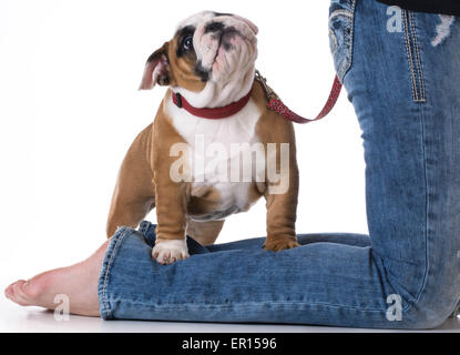 Frauenbeine mit Welpen zu ihren Füßen - bulldog Stockfoto