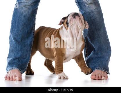 Frauenbeine mit Welpen suchen up - bulldog Stockfoto