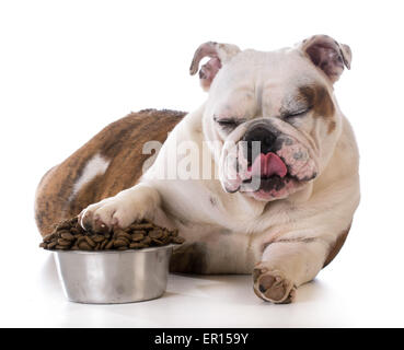 füttern Ihr Haustier - Bulldogge Welpen Verlegung mit Zahlen im Hundenapf Stockfoto