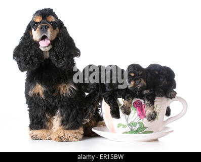 american Cocker Spaniel Welpen mit ihrer Mutter - 6 Wochen alt Stockfoto