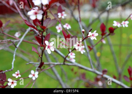 Detail von einem kleinen und bunten Blumen auf einem Busch im Frühjahr Kanada Stockfoto