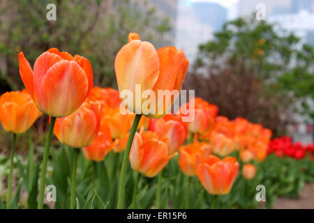 Eines Morgens orange Tulpen blühen im Frühling Kanada Stockfoto