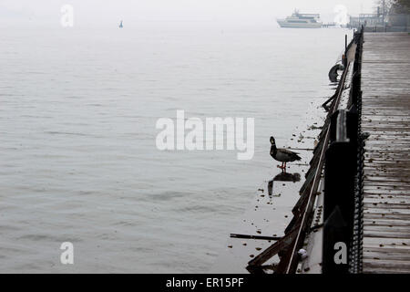 Eine Ente, ein Bad zu nehmen, im Frühlingsregen in der Hafenfront von See Ontario, Kanada Stockfoto