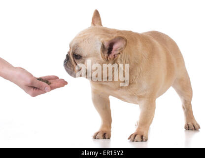 Hand, die Fütterung des Hundes - französische Bulldogge auf weißem Hintergrund Stockfoto