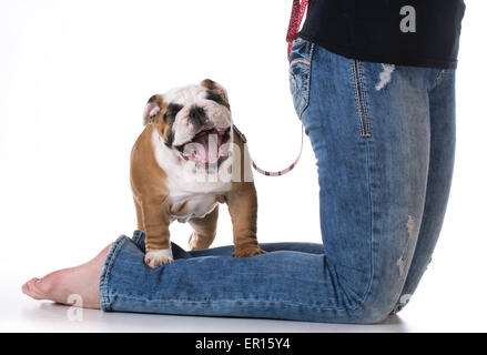 Frauenbeine mit Welpen zu ihren Füßen - bulldog Stockfoto