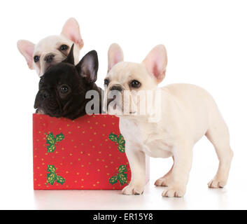 Weihnachten Welpen - drei französischen Bulldoggen in saisonale Einstellung auf weißem Hintergrund Stockfoto