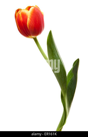 Gelb rot Orange Tulpe Tulpen Blumen Isolated on White Stockfoto