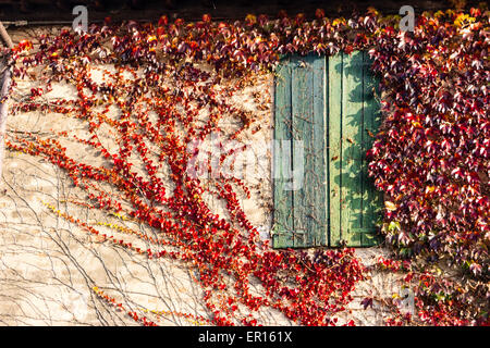 Rot, grün und Orange Blätter von einer japanischen Creeper oder Parthenocissus Tricuspidata Veitchii im Herbst Rahmung und rund um eine alte Grunge-Fenster in ein typisches Bauernhaus in italienischen Landschaft Stockfoto