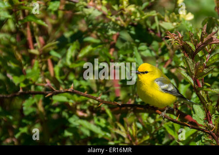 Ein Blue-winged Warbler thront auf einer Niederlassung singen. Stockfoto