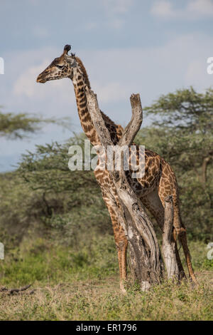 Giraffe stehend neben einen Haken, Tansania. Stockfoto