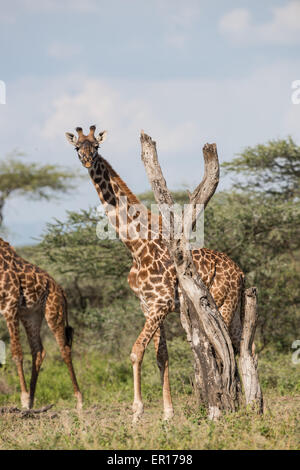 Giraffe stehend neben einen Haken, Tansania. Stockfoto