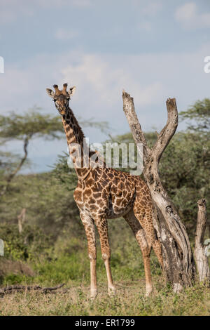 Giraffe stehend neben einen Haken, Tansania. Stockfoto