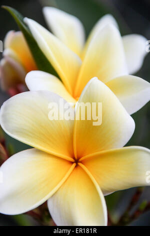 Plumeria Frangipani Blume gelb und weiß tropische Blumen Stockfoto