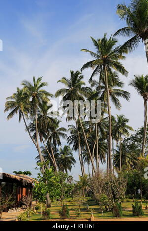 Kokosnuss-Palmen wachsen auf sandigen Strand Gegend, Nilavelli, Trincomalee, Sri Lanka, Asien Stockfoto