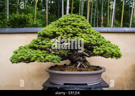 Bonsai ist eine japanische Kunstform mit Miniatur-Bäume in Containern angebaut. Stockfoto