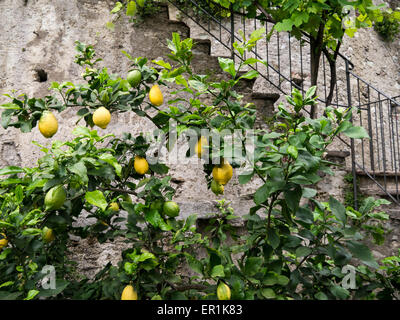 Zitronen wachsen in Limone Sul Garda Stockfoto