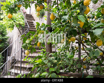 Zitronen wachsen in Limone Sul Garda Stockfoto