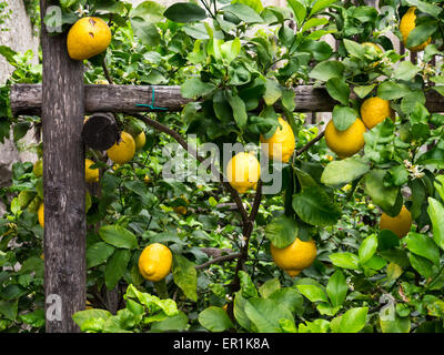 Zitronen wachsen in Limone Sul Garda Stockfoto