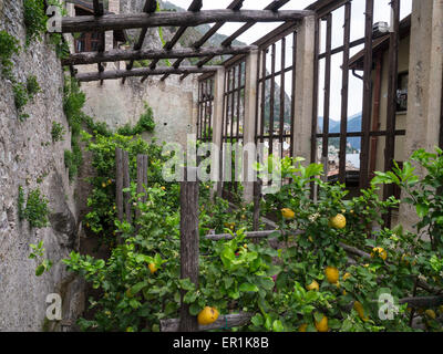 Zitronen wachsen in Limone Sul Garda Stockfoto