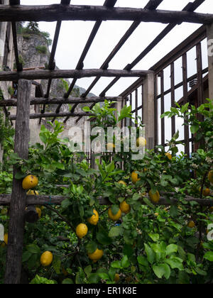 Zitronen wachsen in Limone Sul Garda Stockfoto