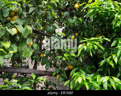 Zitronen wachsen in Limone Sul Garda Stockfoto