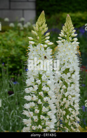 White Foxtail Lily innerhalb der Gold Medaille gewinnen Telegraph Garten, entworfen von Marcus Barnett. 2015 RHS Chelsea Flower Show Stockfoto