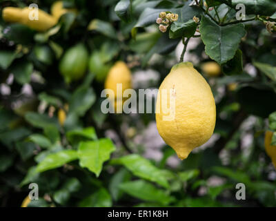 Zitronen wachsen in Limone Sul Garda Stockfoto