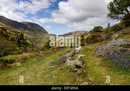 Rannerdale, Cumbria in Glockenblume Saison Stockfoto