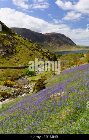 Rannerdale, Cumbria in Glockenblume Saison Stockfoto