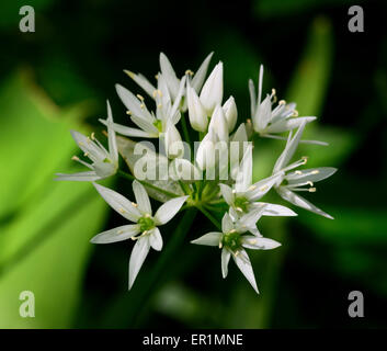 Bärlauch, Allium ursinum Stockfoto