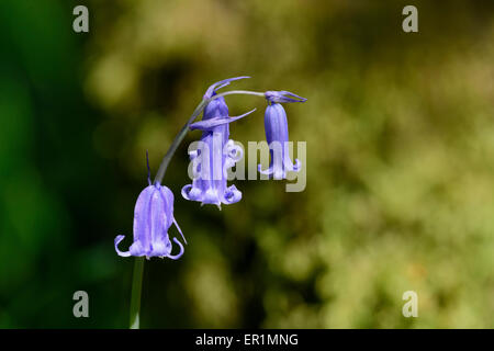 Bluebell, Hyacinthoides non-Scripta. Stockfoto