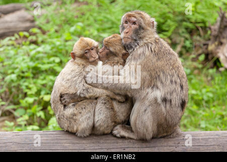 Familie von Berberaffen (Macaca Sylvanus), Zoo, Ueckermuende, Stettin Bucht, Mecklenburg-West Pomerania, Deutschland Stockfoto