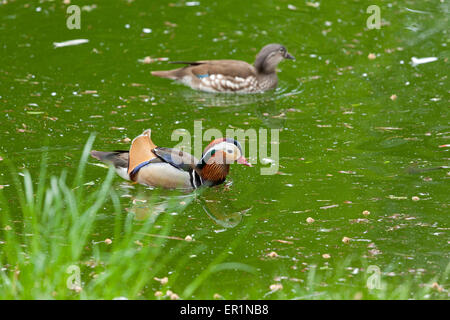 Mandarinenten (Aix Galericulata), Zoo, Ueckermuende, Stettin Bucht, Mecklenburg-West Pomerania, Deutschland Stockfoto