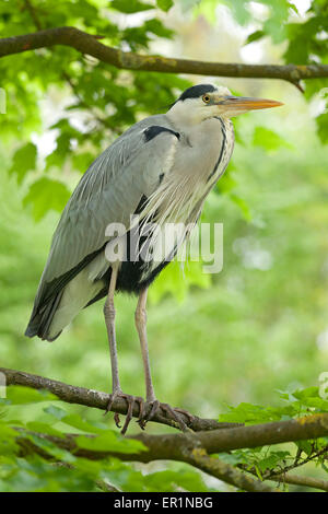 Graureiher (Ardea Cinerea) sitzt in einem Baum, Ueckermuende, Stettin Bucht, Mecklenburg-West Pomerania, Deutschland Stockfoto