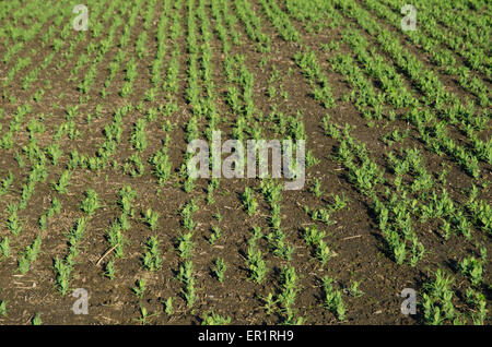 Zeilen mit wachsenden braunen Bohnen Sämlinge in einem Bauern-Feld Stockfoto