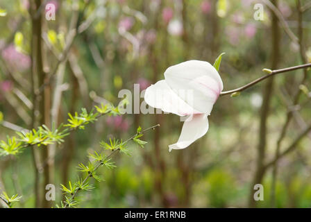 Magnolia Blumen auf die Unschärfe Frühling grünen Hintergrund Stockfoto