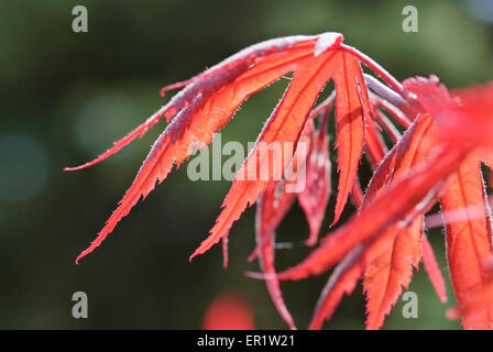 junge rote Blätter von Acer Palmatum Inaba-Shidare hautnah Stockfoto