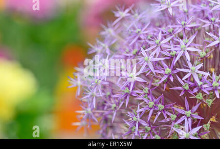 Lila Blüten von Allium (blühende Zwiebeln) Stockfoto