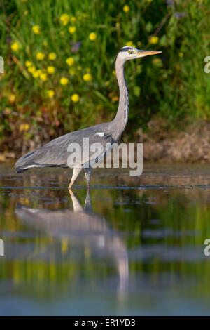 Graureiher Stockfoto