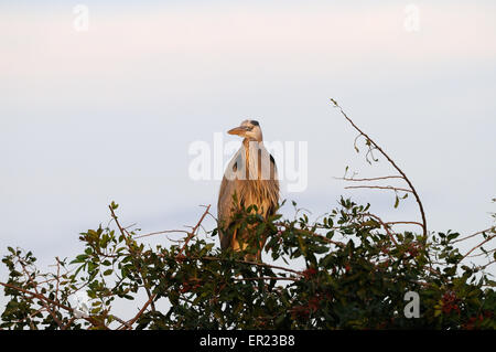 Great Blue Heron sitzen in der Vegetation der Gatorland in der Nähe von Orlando zeigt dort Paarung Federn. Florida, USA Stockfoto