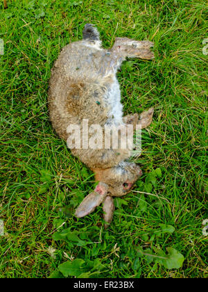 Eine tot europäischen Kaninchen (Oryctolagus Cuniculus) Karkasse fallenden grüne Flasche Schlag fliegt. Stockfoto