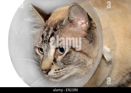 Siamesische balinesischen Mischling Katze tragen eines Kegels nach der Operation. Stockfoto