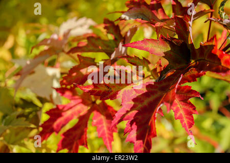 Eine Nahaufnahme von einem gelben Ahornblatt unter anderen Blättern im Herbst Stockfoto